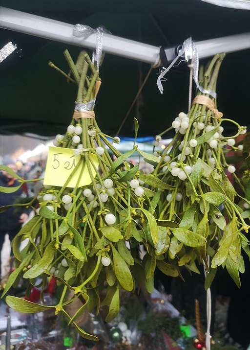 https://upload.wikimedia.org/wikipedia/commons/c/c2/020211219_165600_Christmas_Mistletoe.jpg