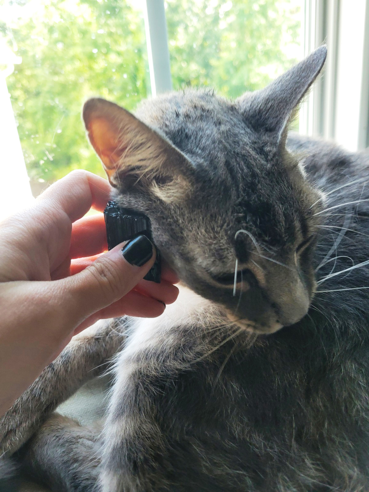 Best 7 Crystals for Cats for Stress, Anxiety, and More Crystal Vaults