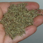 Aniseed_held_in_hand