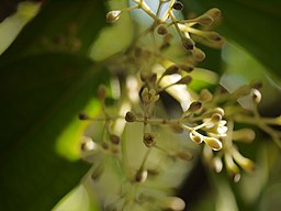 Dinesh Valke from Thane, India, CC BY-SA 2.0 <https://creativecommons.org/licenses/by-sa/2.0>, via Wikimedia Commons