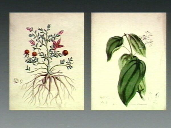V0043957 Cinnamon tree (Cinnamomum verum) See page for author, CC BY 4.0 <https://creativecommons.org/licenses/by/4.0>, via Wikimedia Commons
