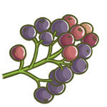 allspiceberries allspice