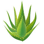 aloe