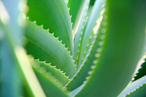 aloe6