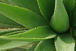 aloe9