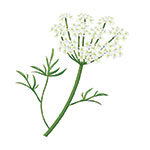 anise-seed-plant anise seed plant