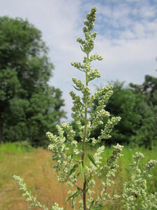 artemisia-vulgaris-848743_640