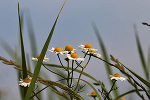 chamomile-6314426_640