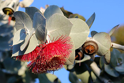 Discover the Magic of Eucalyptus & Crystals