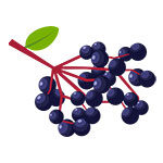 elderberry