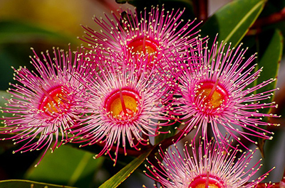 eucalyptus-flower