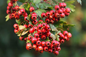 hawthorn-3649643_640