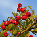 hawthorn-3653330_640 hawthorn-3653330_640