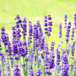 lavenders-1117274_640