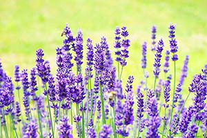 lavenders-1117274_640