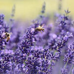 lavenders-1537694_640