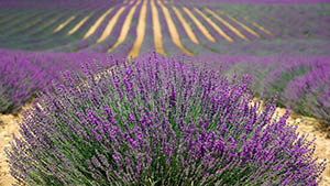 lavenders-894919_640