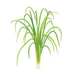 lemongrass