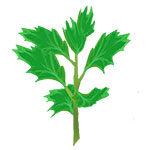 mugwort