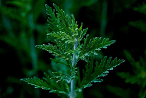 mugwort-6347384_640