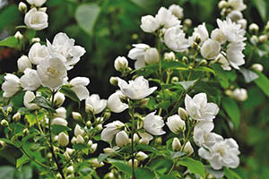 scent-of-jasmine-5267074_640