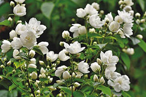 scent-of-jasmine-5267074_640 scent-of-jasmine-5267074_640
