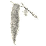 spanish moss