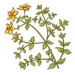 st johns wort