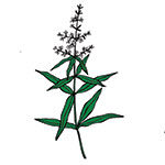 lemon verbena