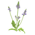 vervain