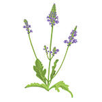 vervain