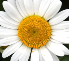 yellow and white flower