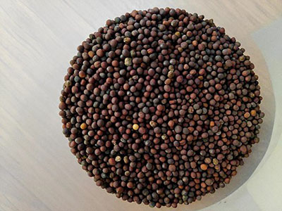 Black_mustard Gaurav Dhwaj Khadka, CC BY 4.0 <https://creativecommons.org/licenses/by/4.0>, via Wikimedia Commons