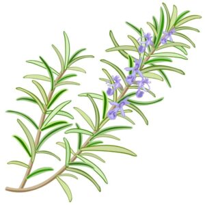 magical herbs rosemary