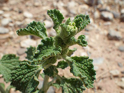 Marrubium vulgare Matt Lavin from Bozeman, Montana, USA, CC BY-SA 2.0 <https://creativecommons.org/licenses/by-sa/2.0>, via Wikimedia Commons