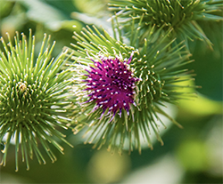 burdock root