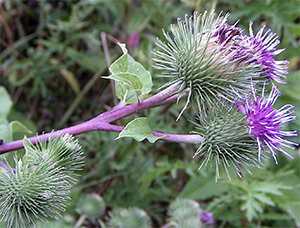 ''Arctium lappa'' by Pethan July 19, 2005 Mosel, Germany {{GFDL}}