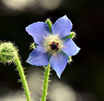 borage-g2072704bb_640