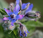 borage-g3ba2b4134_640