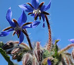 borage-g851efac9f_640