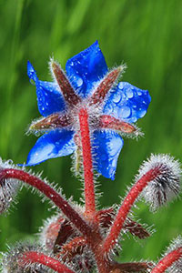 borage-g896e16494_640