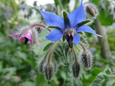 borage-g9223bbee5_640