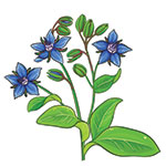 borage11