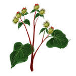 burdock
