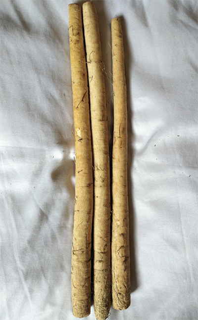 burdock root Photo by Lori Harris used by permission. Check out her shop etsy.com/shop/FamilysFavoriteFoods