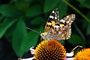 Echinacea