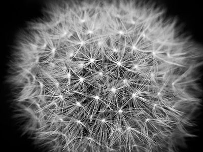 dandelion-g50540a7a1_640