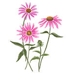 echinacea