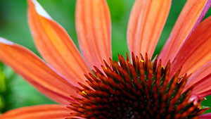 echinacea-2