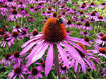 echinacea-1